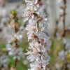 Nankingkirsche `Orient´ Prunus Tomentosa Orient 1 Nankingkirsche `Orient´ Prunus Tomentosa Orient -GartenZauber Verkäufe Nankingkirsche Orient