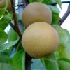 Nashi Hakko Pyrus Pyrifolia `Hakko´ -GartenZauber Verkäufe Nashi Hosui