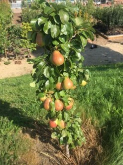 Säulenbirne `Obelisk®´ Pyrus Communis `Obelisk®´ -GartenZauber Verkäufe Obeslisk2