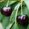 Oktavia Prunus Avium `Oktavia´ -GartenZauber Verkäufe Oktavia574ff24be4c03