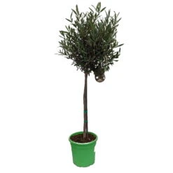 Olivenbaum - Stämmchen Olea Europaea 7 Olivenbaum - Stämmchen Olea Europaea -GartenZauber Verkäufe Olivenbaum 1