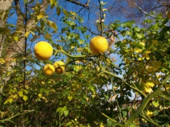 Dreiblättrige Orange Poncirus Trifoliata 11 Dreiblättrige Orange Poncirus Trifoliata -GartenZauber Verkäufe PONCIRUS trifoliata