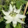 Passionsblume `Snow Queen´ Passiflora `Snow Queen´ -GartenZauber Verkäufe Passiflora Snow Queen