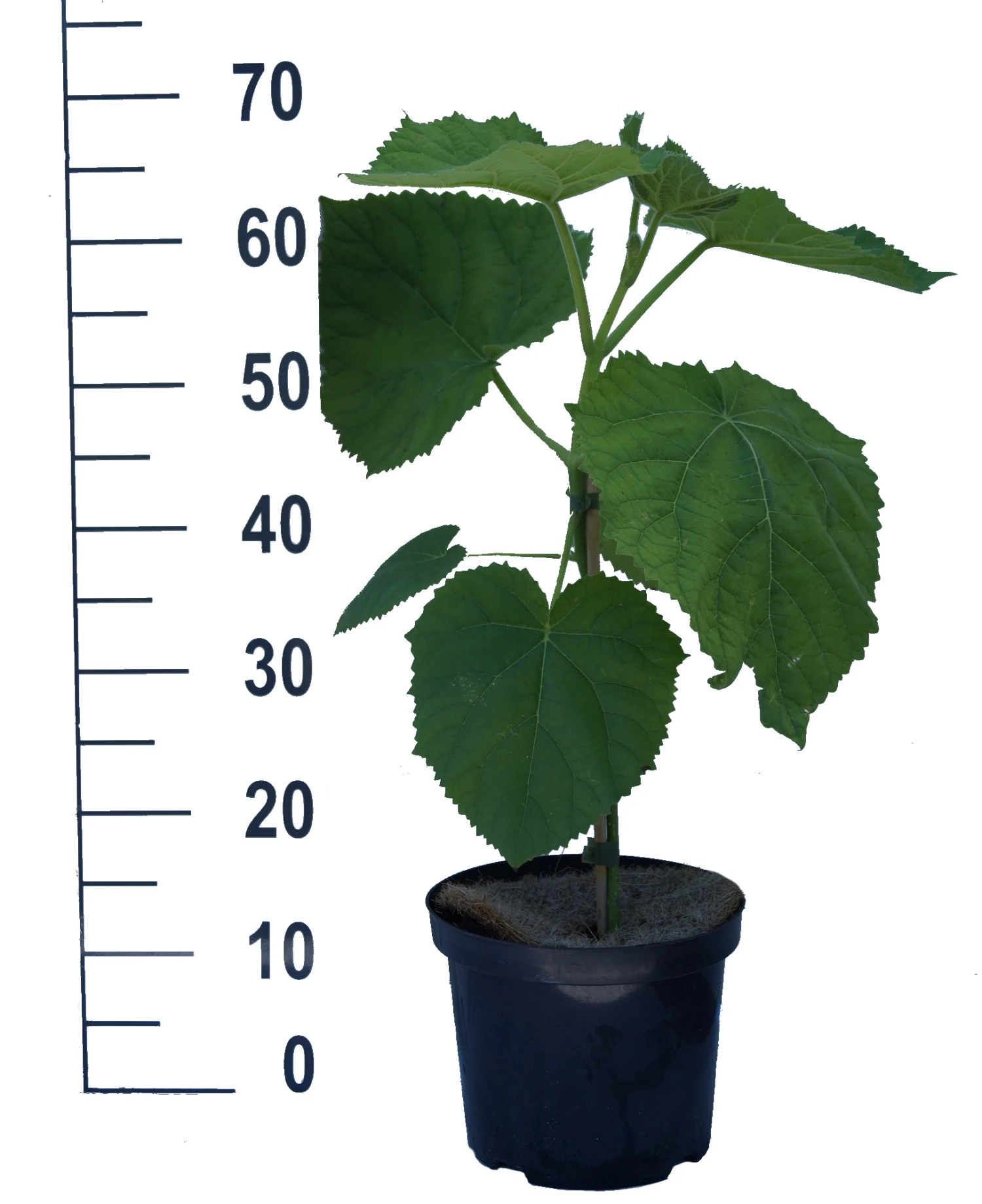 Blauglockenbaum / Kiri-Baum Paulownia Tomentosa 4 Blauglockenbaum / Kiri-Baum Paulownia Tomentosa – Bild 2