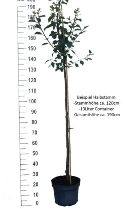 Mirabelle `Bellamira´ ® Prunus Domestica Subsp. Syriaca `Bellamira´ -GartenZauber Verkäufe Pflaume Beispiel Halbstammjqikx1Bu5Ckmf