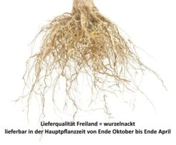 Wangenheims Frühzwetsche Prunus Domestica `Wangenheim´s Frühzwetsche´ 9 Wangenheims Frühzwetsche Prunus Domestica `Wangenheim´s Frühzwetsche´ -GartenZauber Verkäufe Pflaume Beispiel wurzelnacktqF5OQIsBE8LEC