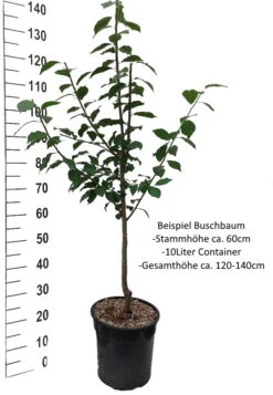 Mirabelle `Bellamira´ ® Prunus Domestica Subsp. Syriaca `Bellamira´ -GartenZauber Verkäufe Pflaume Buschbaum Beispiel Neu Weiss8QMItORQFaeWz