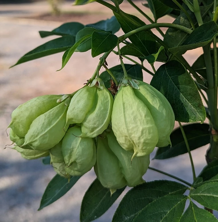 Rispen-Pimpernuss Staphylea Pinnata 6 Rispen-Pimpernuss Staphylea Pinnata – Bild 4