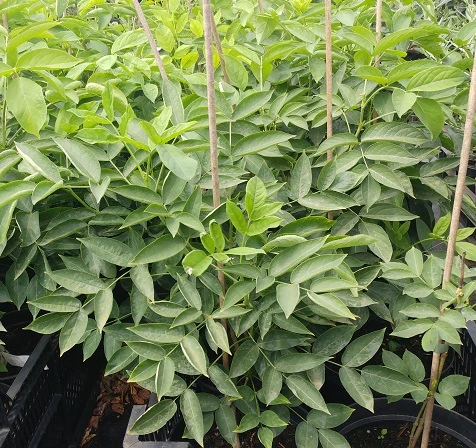 Rispen-Pimpernuss Staphylea Pinnata 4 Rispen-Pimpernuss Staphylea Pinnata – Bild 2