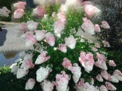 Rispenhortensie `Vanille-Fraise´ Hydrangea Paniculata `Vanille Fraise´ -GartenZauber Verkäufe Pinky Winkie Hortensie5936a36f54caf