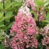 Rispenhortensie Pinky Winky ® Hydrangea Paniculata `Pinky Winky´ 1 Rispenhortensie Pinky Winky ® Hydrangea Paniculata `Pinky Winky´ -GartenZauber Verkäufe Pinky Winky Hortensie