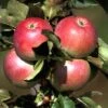 Säulenapfel `Pompink Ⓢ´ Malus Domestica `Pompink Ⓢ´ 1 Säulenapfel `Pompink Ⓢ´ Malus Domestica `Pompink Ⓢ´ -GartenZauber Verkäufe Pompink