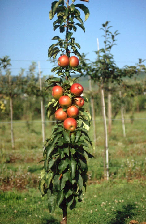 Säulenapfel `Pomredrobust´ Prunus Domestica 4 Säulenapfel `Pomredrobust´ Prunus Domestica – Bild 2