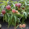 Zwergpfirsich `Bonanza´ Prunus Persica 2 Zwergpfirsich `Bonanza´ Prunus Persica -GartenZauber Verkäufe Prunus persica Bonanza 1S1B7039