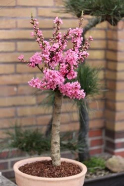 Zwergnektarine `Nectarella´ Prunus Nucipersica