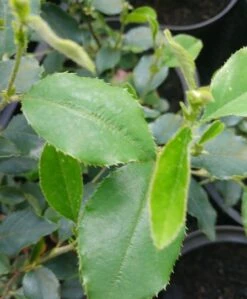 Chinesische Quitte / Holzquitte Pseudocydonia Sinensis 11 Chinesische Quitte / Holzquitte Pseudocydonia Sinensis -GartenZauber Verkäufe Pseudonya sinensis chinesische Quitte