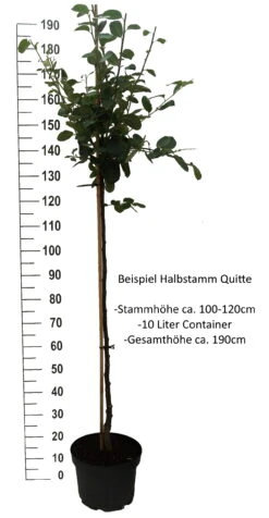 Tafelquitte Ayva® - Süßquitte, Kann Roh Verzehrt Werden Cydonia `Ayva´ -GartenZauber Verkäufe Quitte Beispiel Halbstamm weisskeXuucd9rDXEq