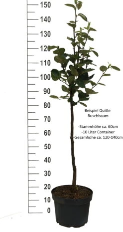 Tafelquitte Ayva® - Süßquitte, Kann Roh Verzehrt Werden Cydonia `Ayva´ -GartenZauber Verkäufe Quitte Beispiel buschbaum weissImdh31j9LTI8X