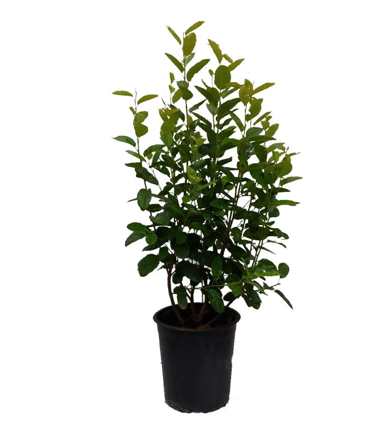 Säulen-Felsenbirne `Rainbow Pillar´® Amelanchier Canadensis `Rainbow Pillar´ 4 Säulen-Felsenbirne `Rainbow Pillar´® Amelanchier Canadensis `Rainbow Pillar´ – Bild 2