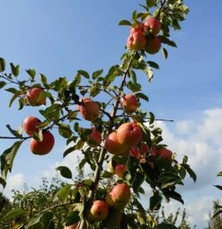Rebella ® Malus Domestica -GartenZauber Verkäufe Rebella 1