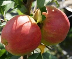 Rebella ® Malus Domestica -GartenZauber Verkäufe RebellaJzAGDJsc1LAKH