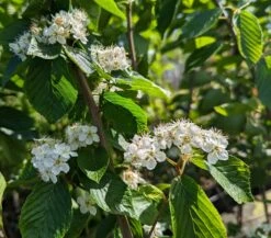 Erlenblättrige Eberesche `Red Bird´ Sorbus Alnifolia `Red Bird´ 9 Erlenblättrige Eberesche `Red Bird´ Sorbus Alnifolia `Red Bird´ -GartenZauber Verkäufe Red Bird 1