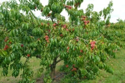 Pfirsich Red Haven Prunus Persica `Red Haven´ -GartenZauber Verkäufe Red HAven Baum