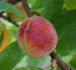 Pfirsich Red Haven Prunus Persica `Red Haven´ -GartenZauber Verkäufe Red Haven