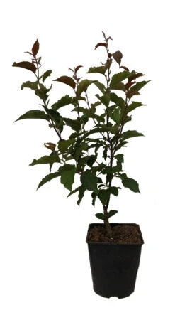 Säulenzierapfel "Red Obelisk" Malus `Red Obelisk´ -GartenZauber Verkäufe Red Obelisk12