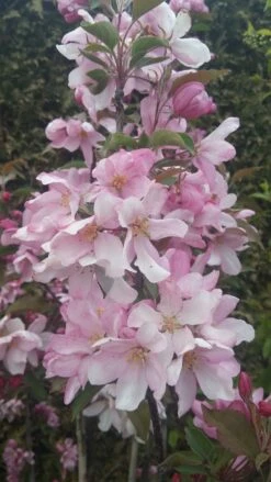 Säulenzierapfel "Red Obelisk" Malus `Red Obelisk´ -GartenZauber Verkäufe Red Obelisk5728ab6c725bc