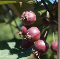 Säulenzierapfel "Red Obelisk" Malus `Red Obelisk´ -GartenZauber Verkäufe Red Obelisk5b3b7e7a79821
