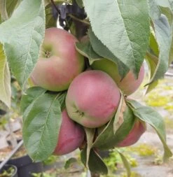 Säulenapfel `Red River´ Malus Domestica `Red River´ 9 Säulenapfel `Red River´ Malus Domestica `Red River´ -GartenZauber Verkäufe Red River
