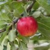 Reglindis ® Malus Domestica `Reglindis´ -GartenZauber Verkäufe ReglindisQAqIaLlre5f6L