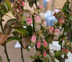 Heidelbeere - Reka Vaccinum Corymbosum `Reka´ -GartenZauber Verkäufe Reka Bl te