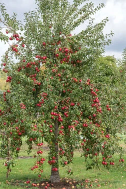 Rewena ® Malus Domestica 10 Rewena ® Malus Domestica -GartenZauber Verkäufe Rewena