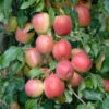 Rewena ® Malus Domestica -GartenZauber Verkäufe Rewena 3