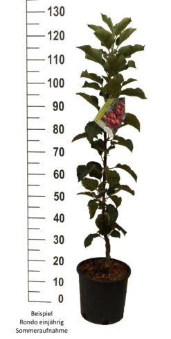 Säulenapfel `Rondo´ Malus Domestica `Rondo´ -GartenZauber Verkäufe Rondo einj hrig weiss