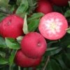 Rosette® Malus Domestica -GartenZauber Verkäufe Rosette