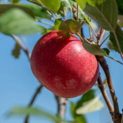 Rosette® Malus Domestica -GartenZauber Verkäufe Rosette 2