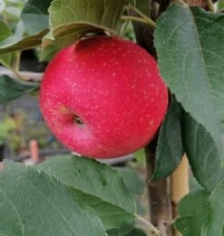 Rosette® Malus Domestica -GartenZauber Verkäufe Rosette2