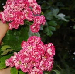 Rotdorn `Pauls Scarlet´ Crataegus Laevigata `Pauls Scarlet´ 10 Rotdorn `Pauls Scarlet´ Crataegus Laevigata `Pauls Scarlet´ -GartenZauber Verkäufe Rotdorn bl te