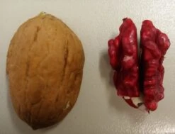 Ausgewählte Produkte -GartenZauber Verkäufe Rote Walnuss1