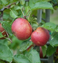 Roter Boskoop Malus Domestica -GartenZauber Verkäufe Roter Boskoop Apfel