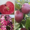 Rotfleischiger Apfel Malus Domestica -GartenZauber Verkäufe Rotflischiger Apfel collage