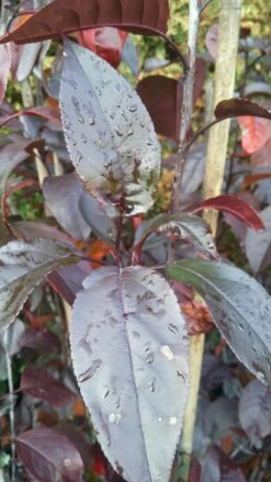 Zierapfel Royalty Malus `Royalty´ 8 Zierapfel Royalty Malus `Royalty´ -GartenZauber Verkäufe Royalty