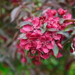 Zierapfel Royalty Malus `Royalty´