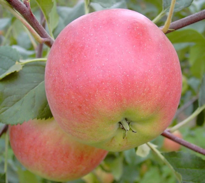 Rubinola Ⓢ Malus Domestica `Rubinola´ 4 Rubinola Ⓢ Malus Domestica `Rubinola´ – Bild 2