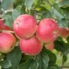 Rubinola Ⓢ Malus Domestica `Rubinola´ -GartenZauber Verkäufe RubinolaSFv5uUYf1Q6wu