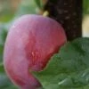 Rote Säulen-Mirabelle `Ruby´ Wurzelnackt Prunus Domestica Subsp. Syriaca `Ruby´ -GartenZauber Verkäufe Ruby1Umyj4jbKJzw5I