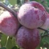 Russinka Malus Domestica `Russinka´ -GartenZauber Verkäufe Russinka1